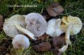 Tricholoma scalpturatum-amf1878-1
